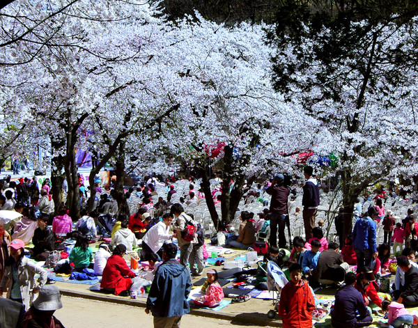 봄꽃축제에 왕벗꽃그늘에서 그림그리는 학생들